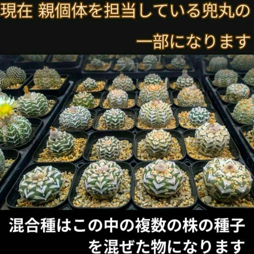 スーパー兜Vタイプ 兜丸 サボテンの 種子 Ω版200粒〜 多肉植物