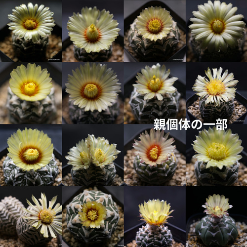 スーパー兜Vタイプ 兜丸 サボテンの 種子 Ω版200粒〜 多肉植物