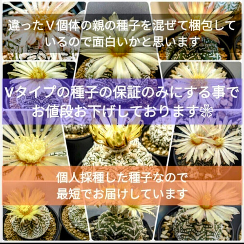 スーパー兜Vタイプ 兜丸 サボテンの 種子 Ω版210粒〜 多肉植物