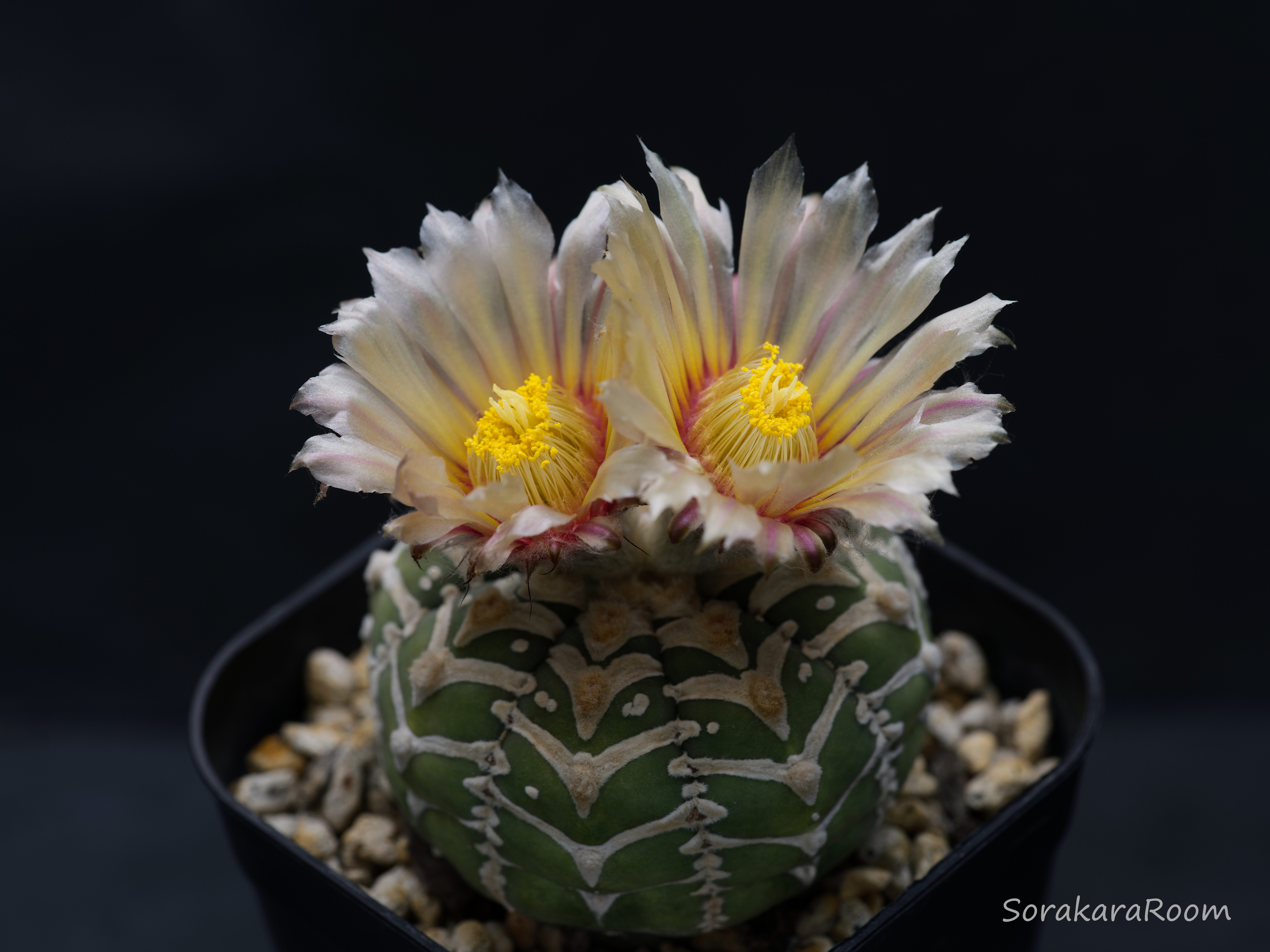 スーパー兜Vタイプ 兜丸 サボテンの 種子 Ω版200粒〜 多肉植物