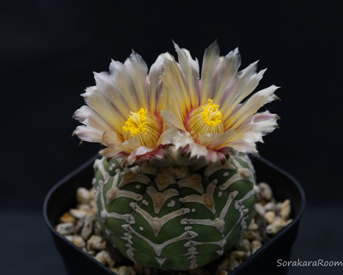 スーパー兜Vタイプ 兜丸 サボテンの 種子 100粒のΩ版の混合種です 匿名配送 スーパー兜Vタイプ 兜丸 サボテンの 種子 100粒のΩ版の混合