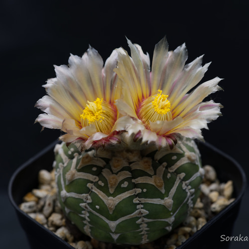 スーパー兜Vタイプ 兜丸 サボテンの 種子 Ω版200粒〜 多肉植物