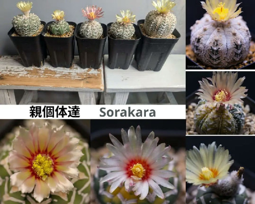 スーパー兜Vタイプ 兜丸 サボテンの 種子 Ω版200粒〜 多肉植物