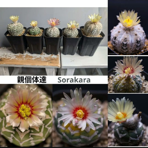 スーパー兜Vタイプ 兜丸 サボテンの 種子 Ω版200粒〜 多肉植物