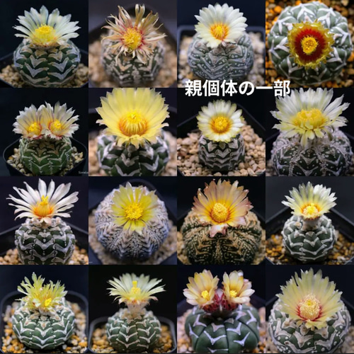 スーパー兜Vタイプ 兜丸 サボテンの 種子 Ω版200粒〜 多肉植物