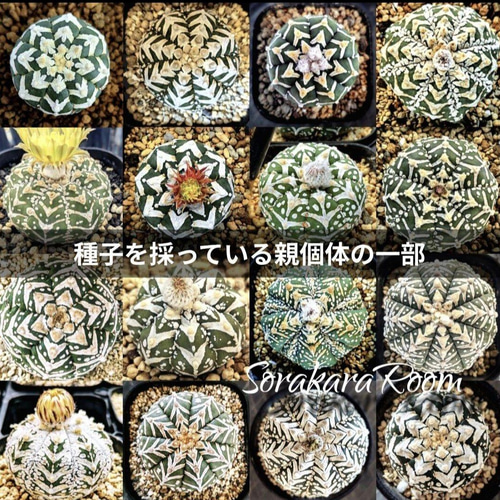 スーパー兜Vタイプ 兜丸 サボテンの 種子 100粒のΩ版の混合種です 匿名配送 Amazon.co.jp: アストロフィツム スーパー兜 V タイプ 種子＝ 30