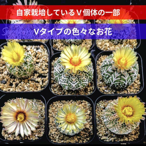 スーパー兜Vタイプ 兜丸 サボテンの 種子 100粒のΩ版の混合種です 匿名配送 スーパー兜Vタイプ 兜丸 サボテンの 種子 Ω版210粒〜 多肉植物