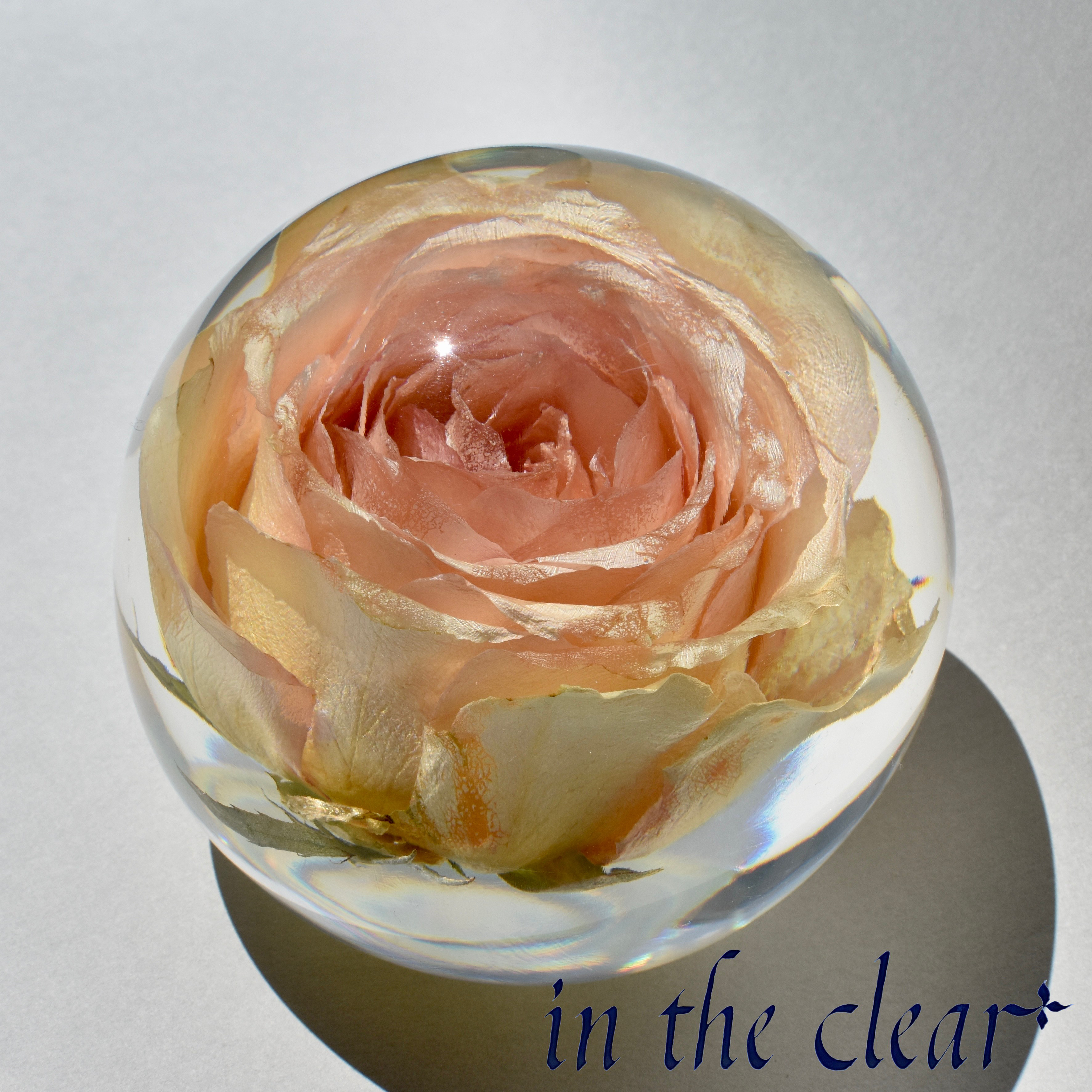 植物標本　薔薇　クリームオレンジ　１０センチ球体