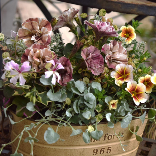 大人可愛い！」春の寄せ植え※寄せ植えセット 鉢花 寄せ植え