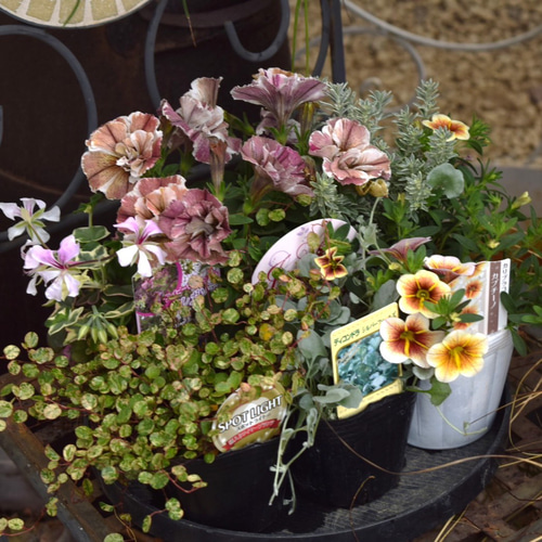 【ご購入検討中】寄せ植え花 現品限り 4/5値下げ 大人可愛い ペチュニア 大人可愛い！」春の寄せ植え※寄せ植えセット 鉢花 寄せ植え