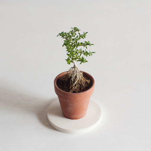 ミニ盆栽 香丁木 (コウチョウギ) 根上り 盆栽 ikona 通販 19280645