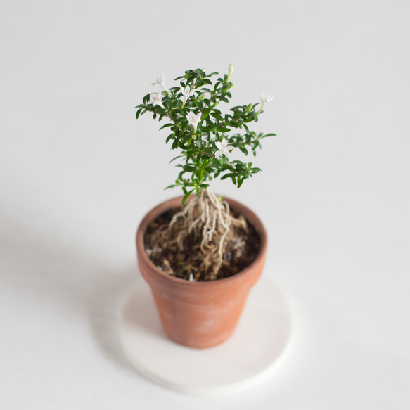 ミニ盆栽 香丁木 (コウチョウギ) 根上り 盆栽 ikona 通販 19280645