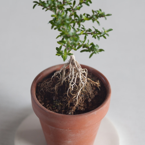 おひとつ３９０円！木台付ける場合はコメントを♡ ミニ盆栽 香丁木 (コウチョウギ) 根上り 盆栽 ikona 通販 19280645