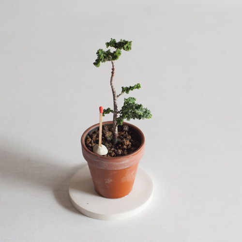 ✿１　八房 ひのき ヒノキ　盆栽　米寿記念 ✿4 盆栽 八房 ヒノキ 米寿記念 - メルカリ