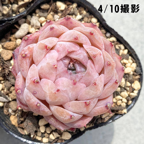 どれでも1ポット555円　エケベリア　6cmポット どれでも1ポット555円 エケベリア 6cmポット - メルカリ