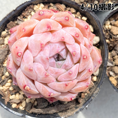 多肉植物　レア　ピンクブロリー錦　輸入苗　カット苗✨美斑✨ SALE❗️ 456 多肉植物 プロリフィカ錦 エケベリア 寄せ植え