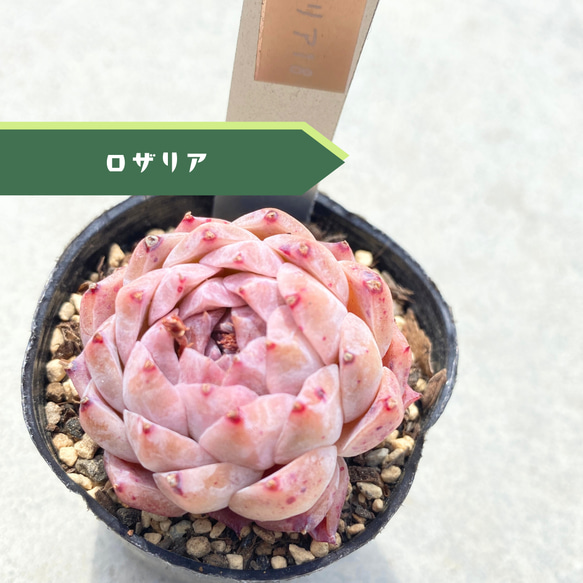 超レア！グラシル 多肉植物 6cmポット 抜き苗 いちかわふぁーむさん