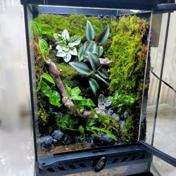 隠れ家付き！苔テラリウム 観葉植物 溶岩石レイアウト 生体飼育