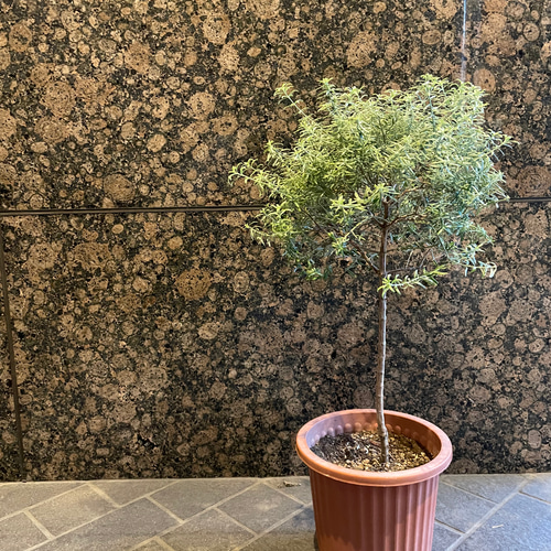 オーストラリアンローズマリー トピアリー仕立て 盆栽 うさぎとねずみ