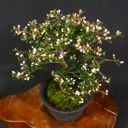 ☆ENGEI ichioki☆黒松・文人木・中品盆栽☆形良好・見応え充分な一品