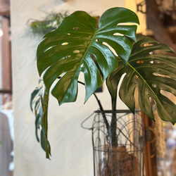 アムステルダムキング＊フィカス＊ゴムの木＊観葉植物＊曲がりの観葉