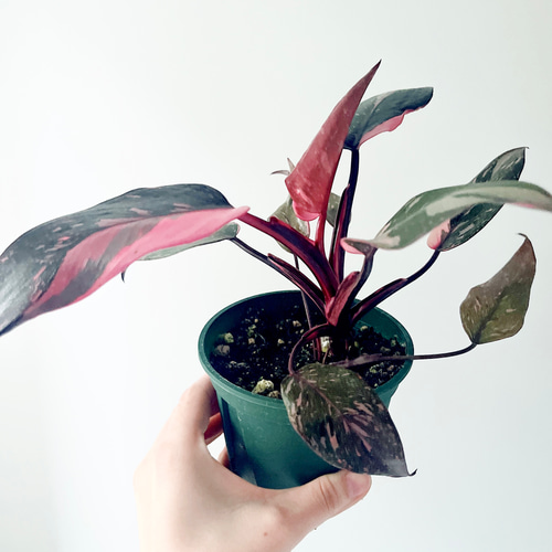 希少》フィロデンドロン ピンクプリンセス スーパー 観葉植物 calmcafe