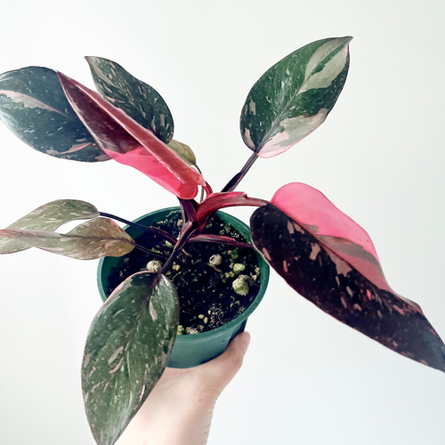 タイ産　フィロデンドロン　ピンクプリンセス　トリカラー　斑入り フィロデンドロン ピンクプリンセス 大株美麗斑('Philodendron pink