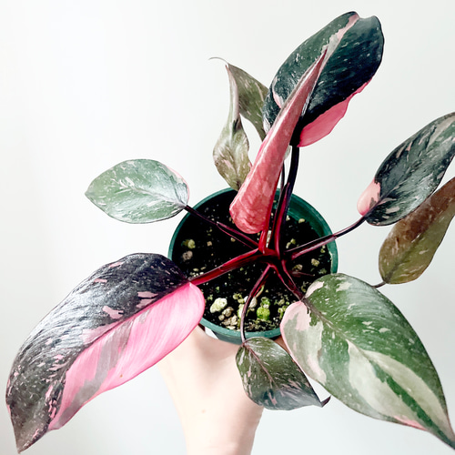 希少》フィロデンドロン ピンクプリンセス スーパー 観葉植物 calmcafe