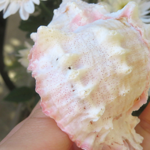 美しい貝殻標本◇クレナイガンゼキボラ・ピンクムレックス／51グラム