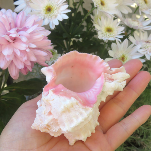美しい貝殻標本◇クレナイガンゼキボラ・ピンクムレックス／51グラム