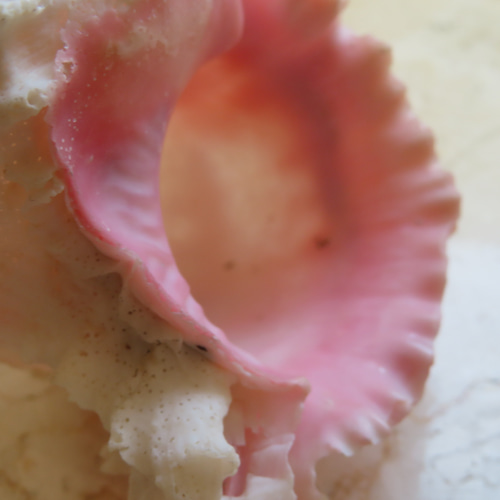 美しい貝殻標本◇クレナイガンゼキボラ・ピンクムレックス／51グラム