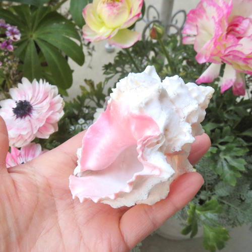 美しい貝殻標本◇クレナイガンゼキボラ・ピンクムレックス／51グラム