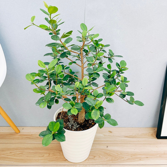 現品］【希少】3番 パンダガジュマル 8号 観葉植物 室内 レア