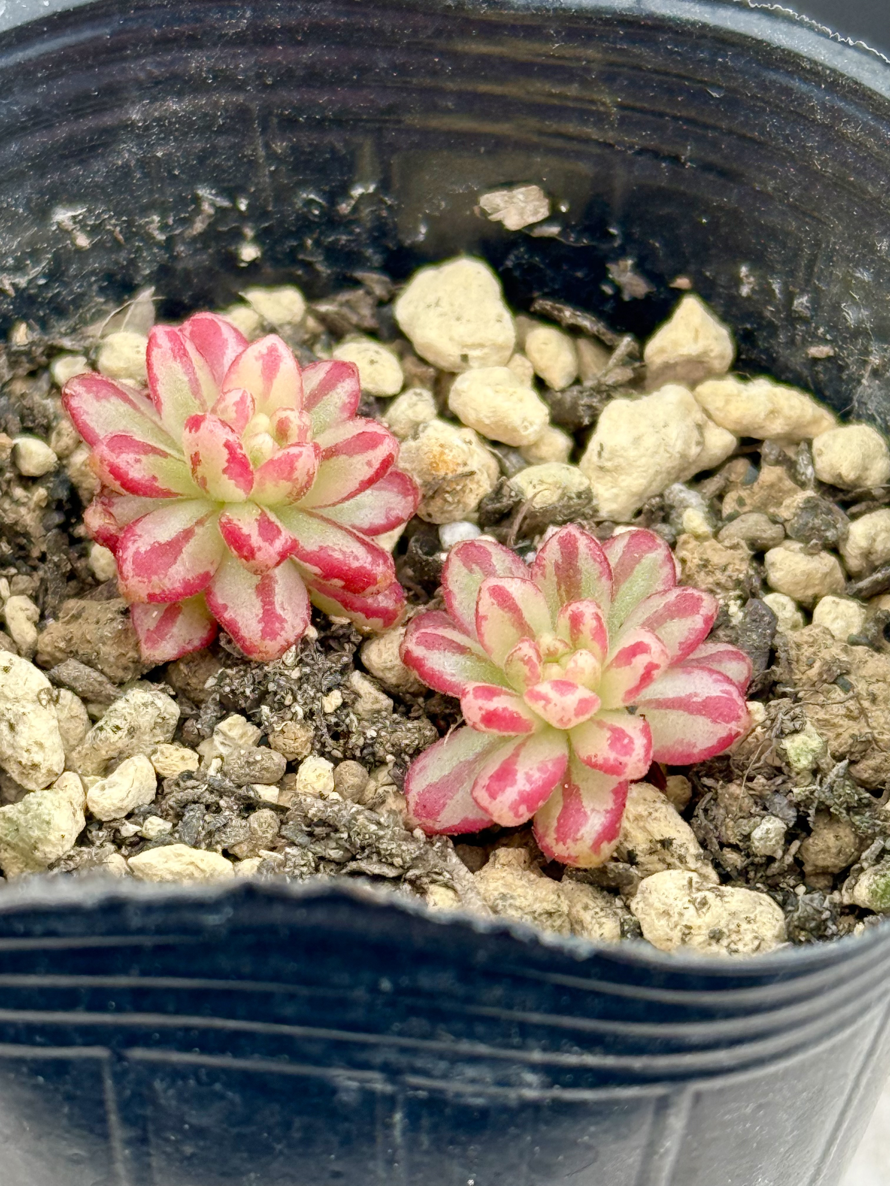 小人の祭り　抜き苗　多肉植物 小人の祭り錦(7-49)＊多肉植物＊抜き苗 多肉植物 ＊N＊ 通販