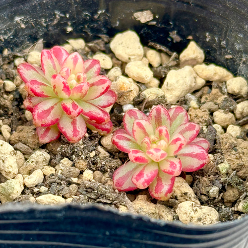 小人の祭り錦(7-49)＊多肉植物＊抜き苗 多肉植物 ＊N＊ 通販 19285241