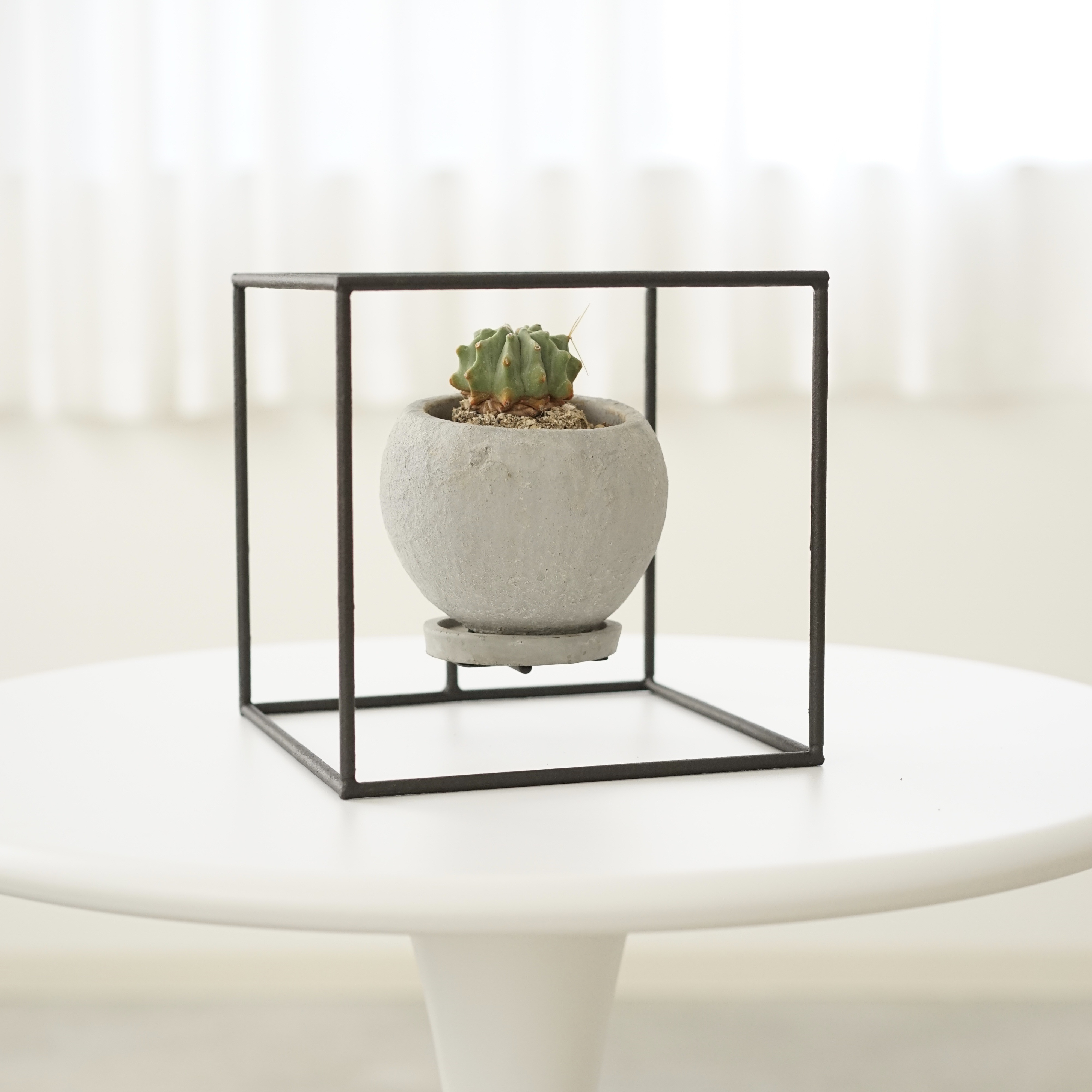 浮いたように見える台座(花台) 多肉植物 アガベ プランツ プランタースタンド 観葉植物