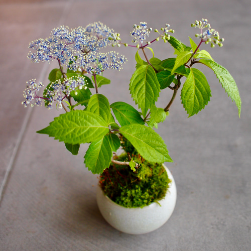 奥多摩アジサイ｜紫陽花｜ミニ盆栽｜盆栽 一輪挿し・花瓶・花器