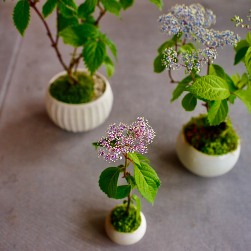 奥多摩アジサイ｜紫陽花｜ミニ盆栽｜盆栽 一輪挿し・花瓶・花器