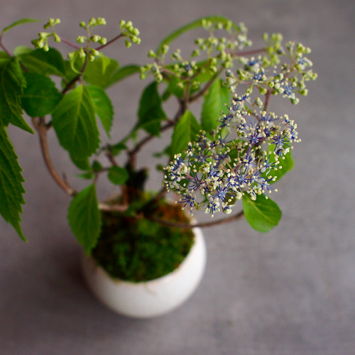 奥多摩アジサイ｜紫陽花｜ミニ盆栽｜盆栽 一輪挿し・花瓶・花器