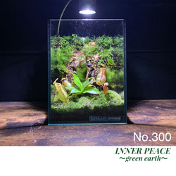No.81 アクアリウム　アクアテラリウム　苔アート　イモリウム　完成品 アクアテラリウム イモリウム 苔テラリウム 苔玉 完成品 2点