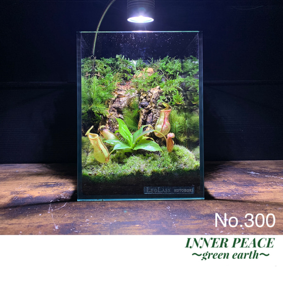 No.300 苔アート　苔テラリウム　食虫植物　ウツボカズラ　完成品 300 苔アート 苔テラリウム 食虫植物 ウツボカズラ 完成品 テラリウム