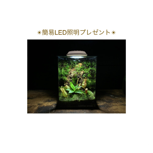 No.300 苔アート　苔テラリウム　食虫植物　ウツボカズラ　完成品 300 苔アート 苔テラリウム 食虫植物 ウツボカズラ 完成品