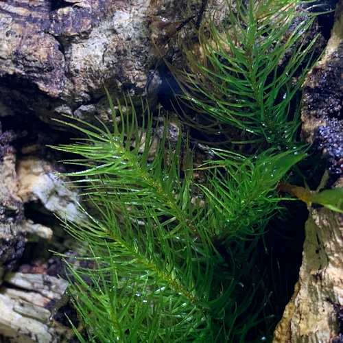 No.300 苔アート　苔テラリウム　食虫植物　ウツボカズラ　完成品 300 苔アート 苔テラリウム 食虫植物 ウツボカズラ 完成品