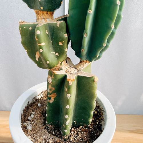 ［現品］8番　柱サボテン　鬼面角 3本立て　8号　観葉植物　多肉植物 現品］28番 柱サボテン 鬼面角 ブランチ 8号 観葉植物 室内