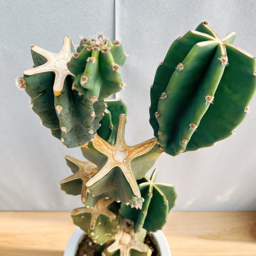 ［現品］8番　柱サボテン　鬼面角 3本立て　8号　観葉植物　多肉植物 現品］31番 柱サボテン 鬼面角 ブランチ 8号 観葉植物 室内 棘