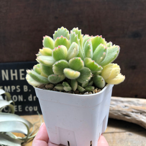 斑入りの熊童子♡多肉植物♡ガーデニング♡インテリア アートフラワー