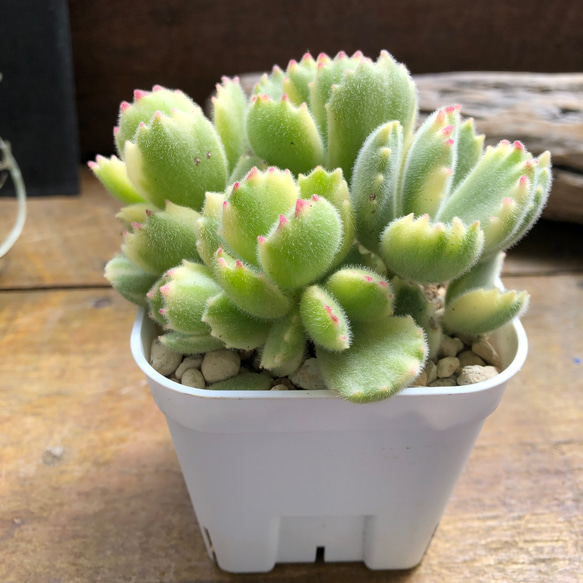 斑入りの熊童子♡多肉植物♡ガーデニング♡インテリア アートフラワー