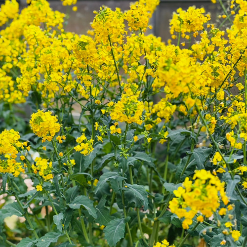 石の精霊 廃棄野菜 野菜くず活用 置物 雑貨 粘土 オブジェ 菜の花