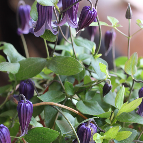 ドライフラワー アサギリソウとクレマチスの花の後 ドライフラワー アサギリソウとクレマチスの花の後 遅れてごめんね母の