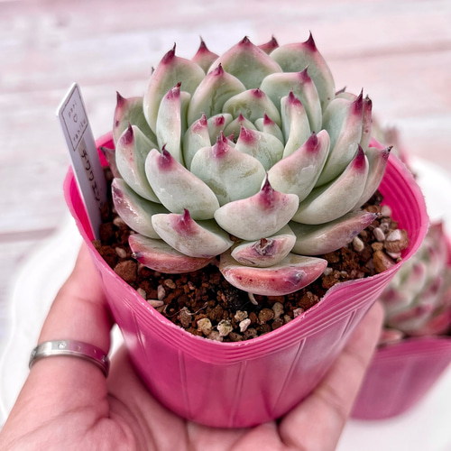 多肉植物 韓国苗 ナオフク様 多肉植物 チワワエンシス 韓国苗 多肉植物 pariʚ